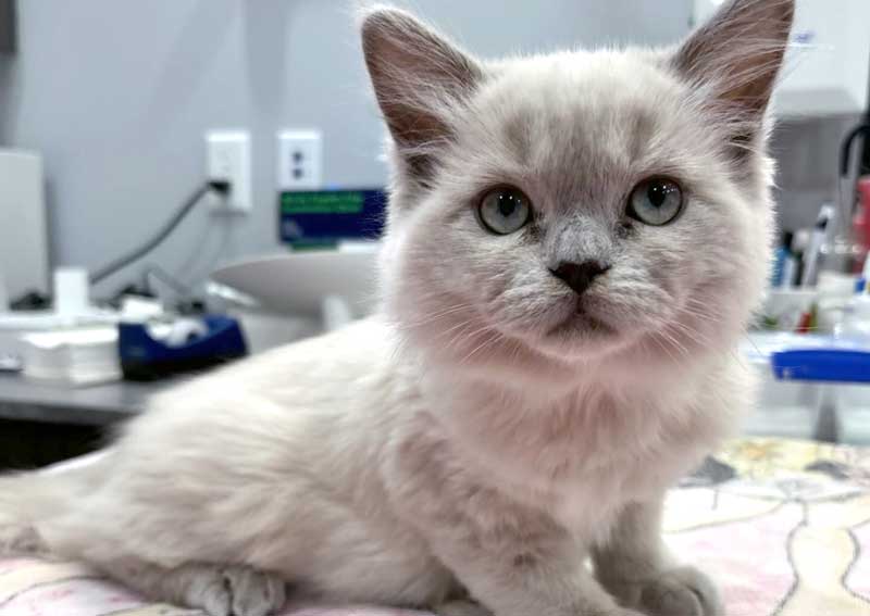 Carousel Slide 3: Feline Friendly Veterinary Visits