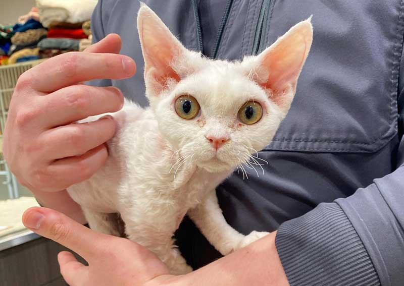 Carousel Slide 4: Cat veterinary exams